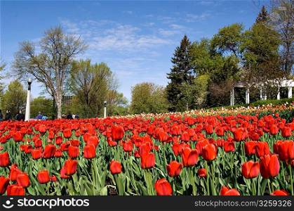 Canadian cities, scenic landscape of Ottawa Canada, tulip festival.