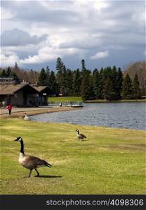 Canadian Geese feeding and lounging in a park early in the spring.