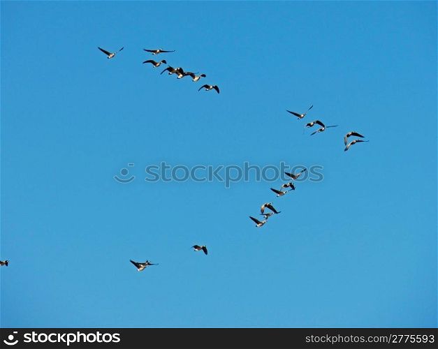Canadian geese flying in v formation against clear blue sky