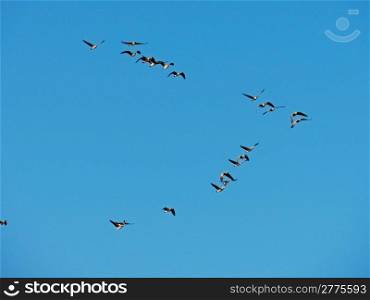 Canadian geese flying in v formation against clear blue sky