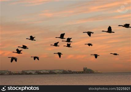 Canadian Geese in flight in Chicago