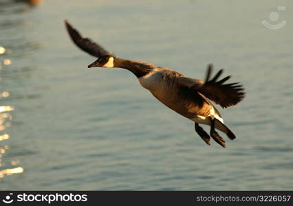 Canadian Geese in flight over water