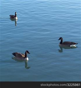 Canadian Geese swimming in a lake
