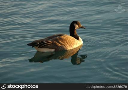 Canadian Geese swimming on water