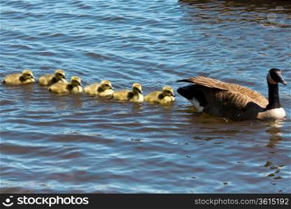 Canadian goose swimming with thier goslings.