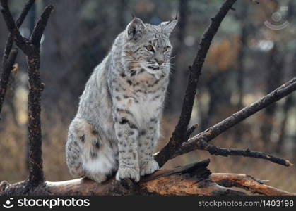 Canadian lynx posing on a fallen tree in nature.