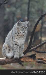 Canadian lynx sitting on top of a fallen tree branch in the wild.