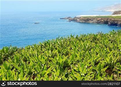 Canarian Banana plantation near the ocean in La Palma Canary Islands
