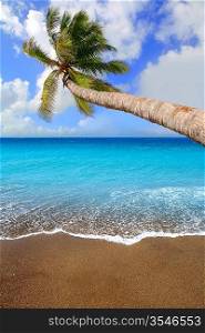 Canary Islands brown sand beach and tropical aqua water with palm tree