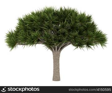 Canary Islands Dragon tree isolated on white background