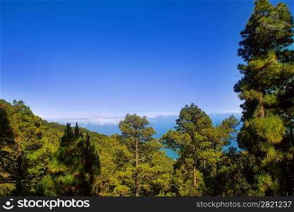 Canary Pines La Palma in Caldera de Taburiente National Park