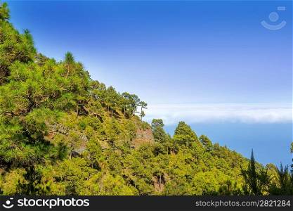 Canary Pines La Palma in Caldera de Taburiente National Park