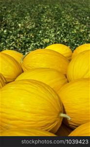 Canary yellow melons from the farm. Sunny day. Pile of melons in the plantation.