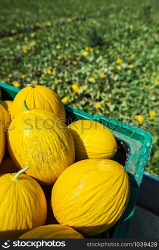 Canary yellow melons in crate loaded on truck from the farm. Transport melons from the plantation. Sunny day.