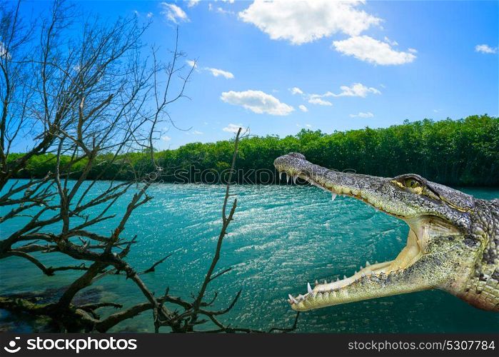 Cancun crocodile photomount at Nichupte Lagoon in Mexico