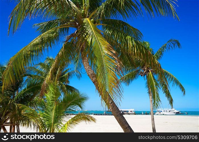 Cancun Playa Langostas beach Pal trees in Hotel Zone of Mexico