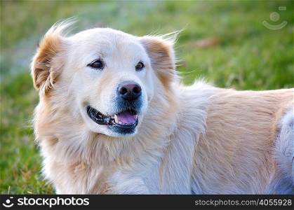 Candid shot of mixed breed dog