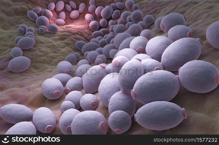 Candida albicans is a diploid fungus that grows both as yeast and filamentous cells and a causal agent of opportunistic oral and genital infections in humans. Candida albicans bacteria