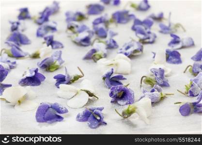 Candied violets. Candied sugared violet flowers drying on parchment paper