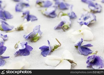 Candied violets. Candied sugared violet flowers drying on parchment paper