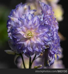 Candle larkspur (Delphinium elatum), close up of the flower head