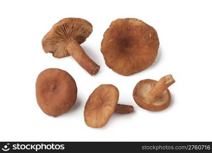 Candy cap mushrooms on white background
