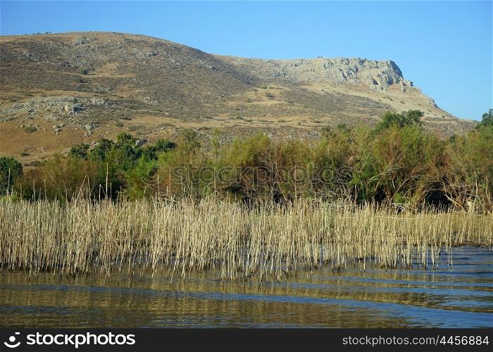 Cane and trees on the bank of Kinneret, Israel