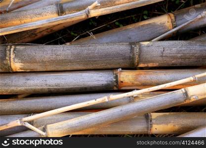 Cane background texture dried river canes used for firewood