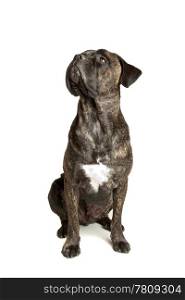Cane Corso dog. Cane Corso dog in front of a white background