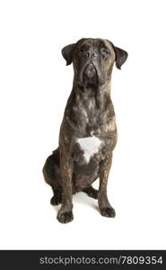 Cane Corso dog. Cane Corso dog in front of a white background