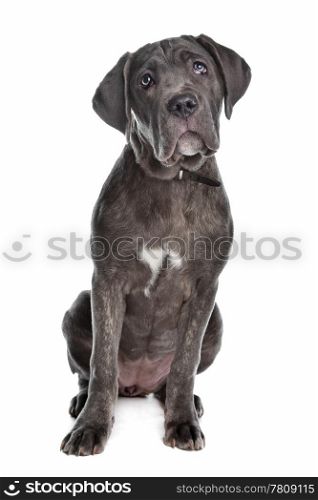 Cane Corso or Italian Mastiff. Cane Corso dog in front of a white background