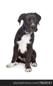 Cane Corso puppy. Cane Corso puppy in front of a white background