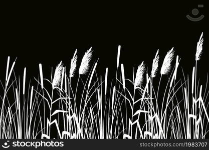 Cane silhouette on white background. Vector hand drawing sketch with reeds.. Vector hand drawing sketch with reeds.Cane silhouette on white background.