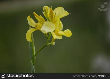 Canna indica has a distinctive yellow color.