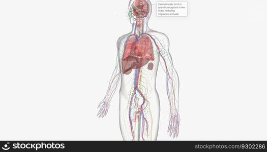 Cannabinoids bind to specific receptors in the brain, reducing migraines and pain 3D rendering. Cannabinoids bind to specific receptors in the brain, reducing migraines and pain