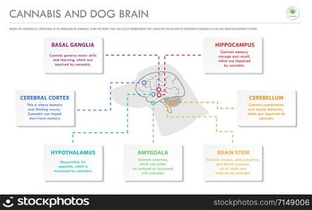 Cannabis and Dog Brain horizontal business infographic illustration about cannabis as herbal alternative medicine and chemical therapy, healthcare and medical science vector.