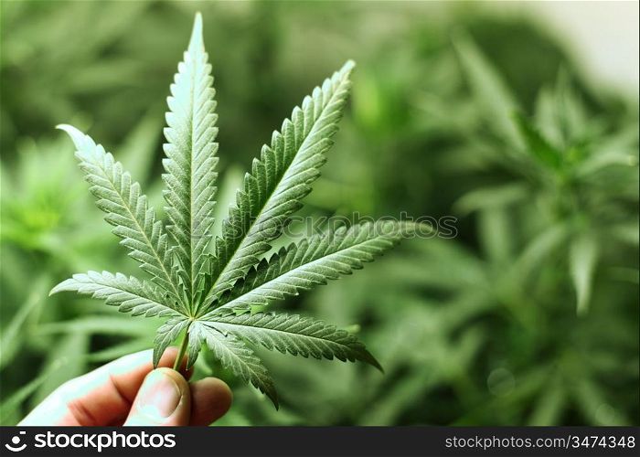 cannabis background macro close up