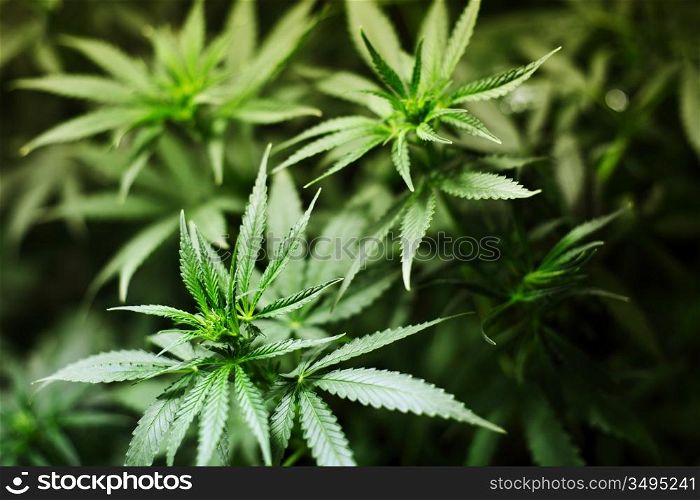 cannabis background macro close up