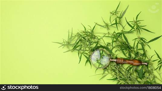 cannabis branch with green leaves and wooden magnifier on a green background, alternative medicine, flat lay