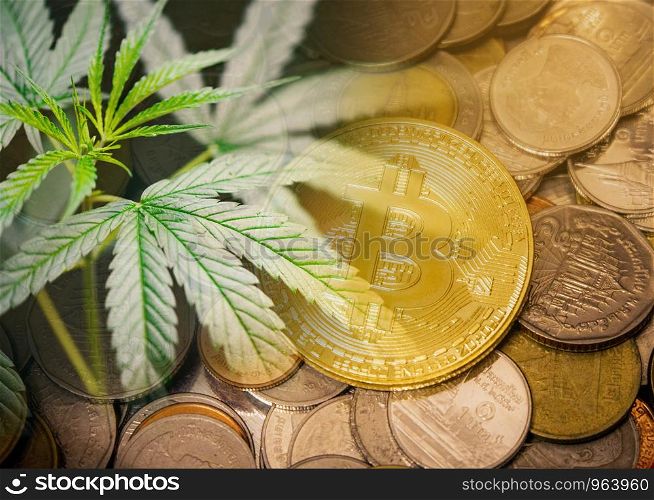 Cannabis business marijuana market industry trend grow higher quickly concept / Cannabis leaf growth on Bitcoin Cryptocurrency coins bcakground