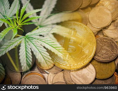 Cannabis business marijuana market industry trend grow higher quickly concept / Cannabis leaf growth on Bitcoin Cryptocurrency coins bcakground