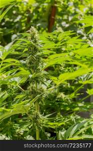 Cannabis Home Grown Medical Marijuana female plant growing in a garden