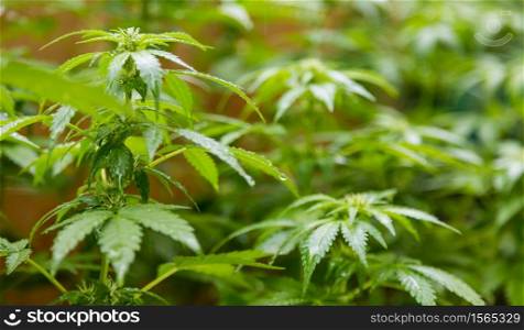 Cannabis Home Grown Medical Marijuana female plant in a hemp garden