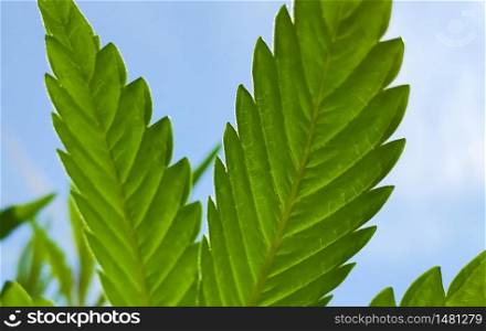 Cannabis Home Grown Medical Marijuana Leaf against a blue sky