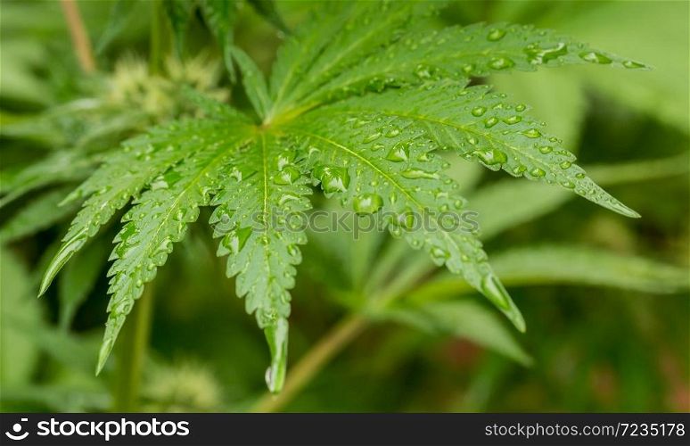 Cannabis Home Grown Medical Marijuana leaf in a hemp garden on a rainy day