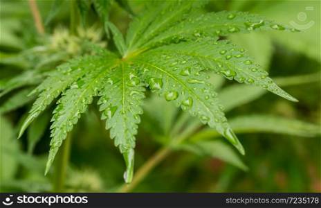 Cannabis Home Grown Medical Marijuana leaf in a hemp garden on a rainy day