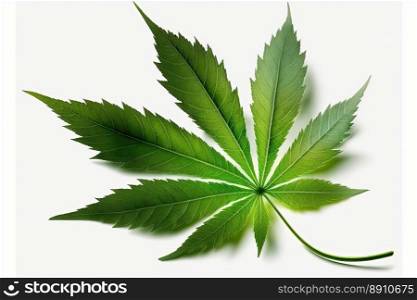 Cannabis is a standoff between a drug and a medicine. Close-up young hemp.Green cannabis leaves isolated on white background. 