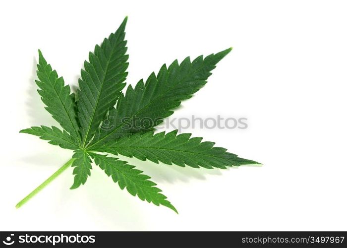 cannabis isolated on white from amsterdam