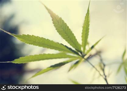 Cannabis leaf against and sun blue sky background
