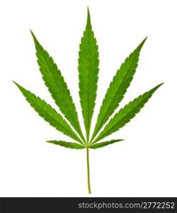 Cannabis leaf isolated on a white background